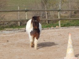 Poneys
